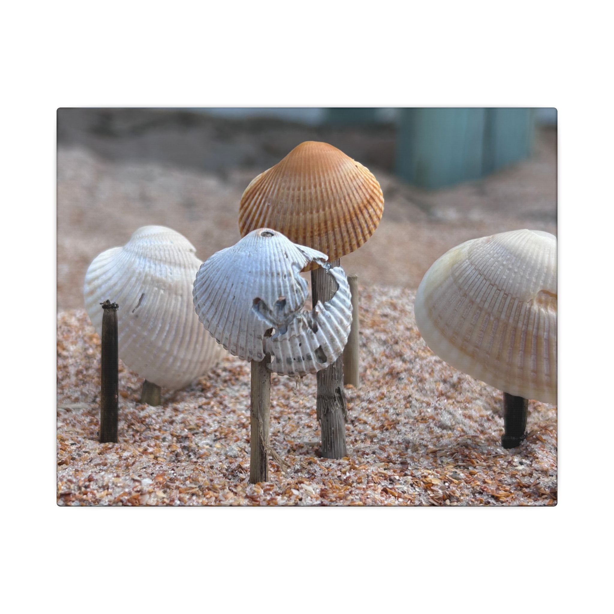 Canvas Print: Seashells-Ormond Beach