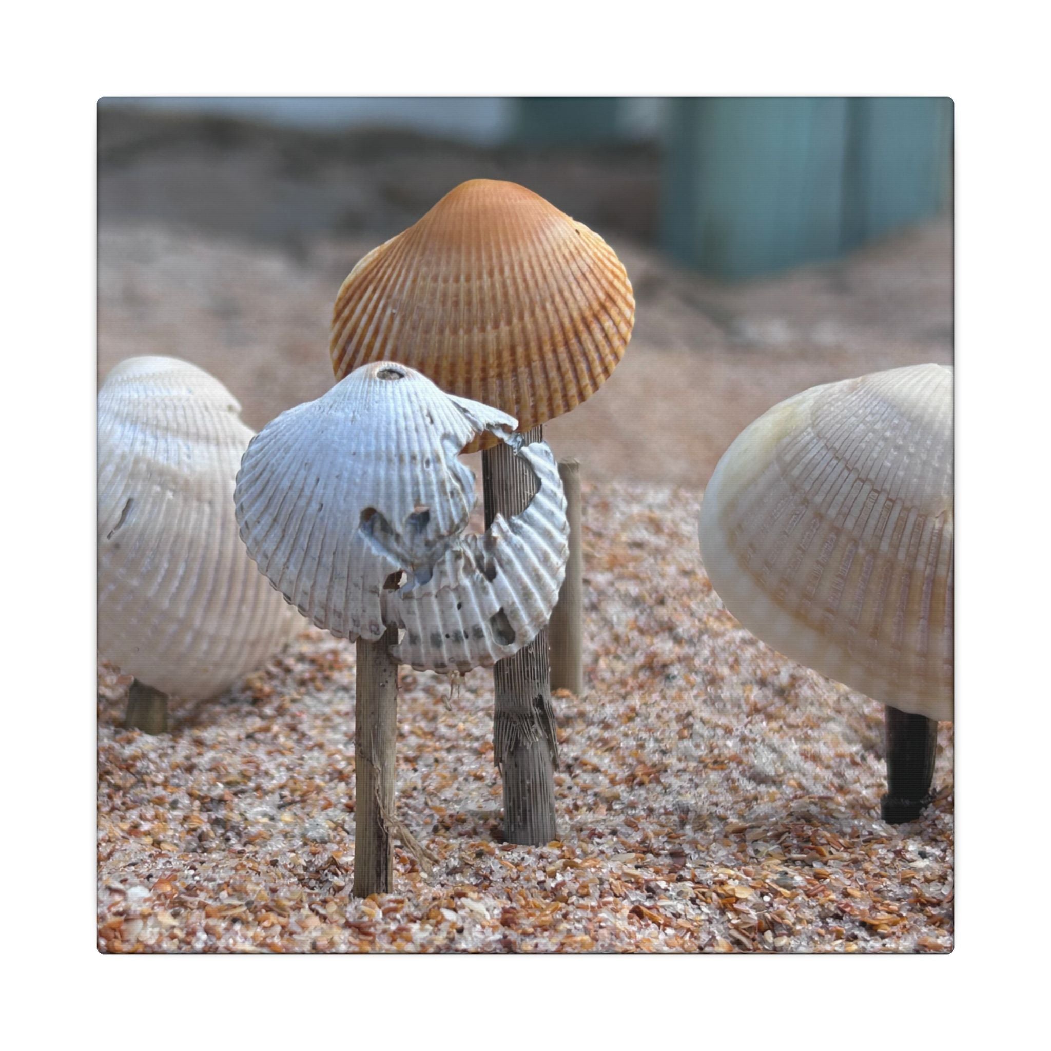 Canvas Print: Seashells-Ormond Beach