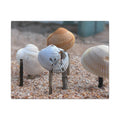 Canvas Print: Seashells-Ormond Beach