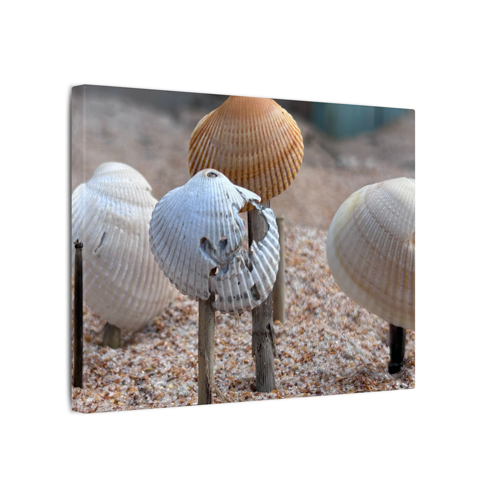 Canvas Print: Seashells-Ormond Beach