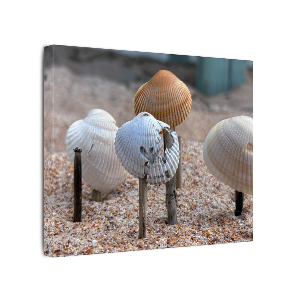Canvas Print: Seashells-Ormond Beach