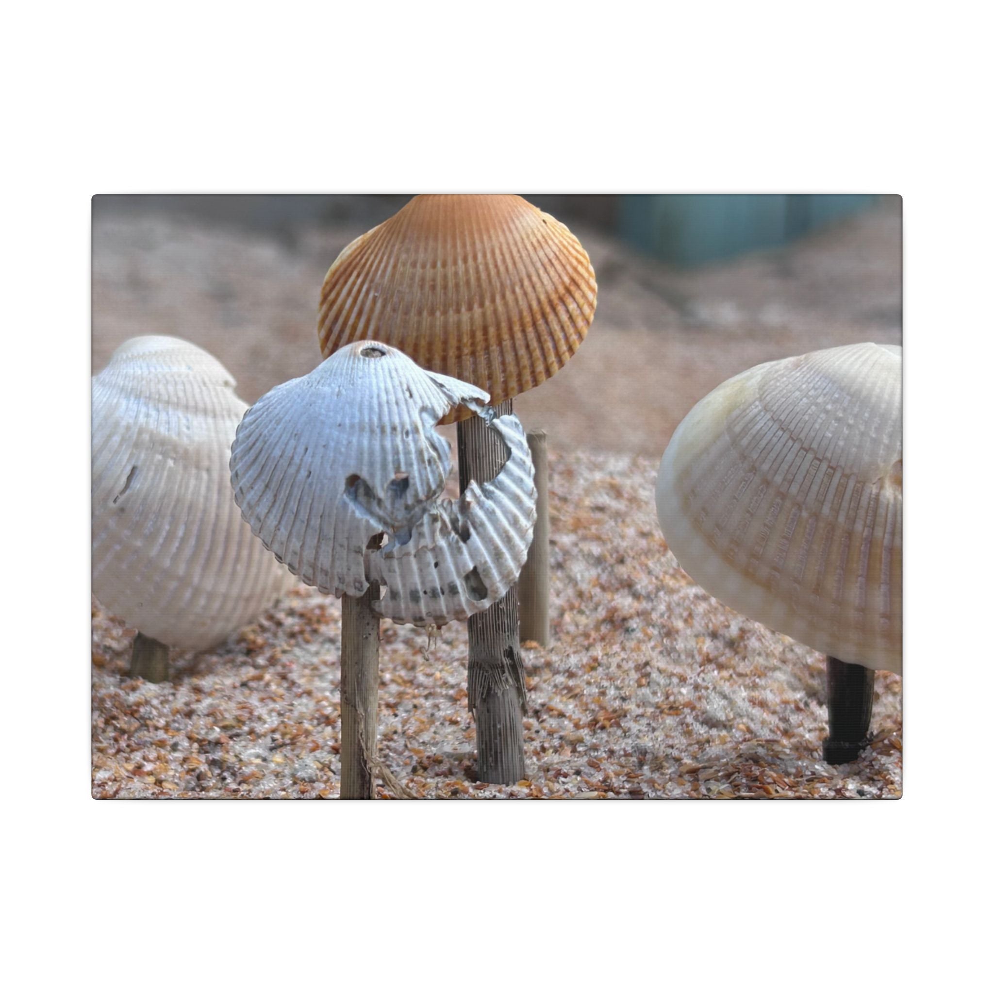 Canvas Print: Seashells-Ormond Beach