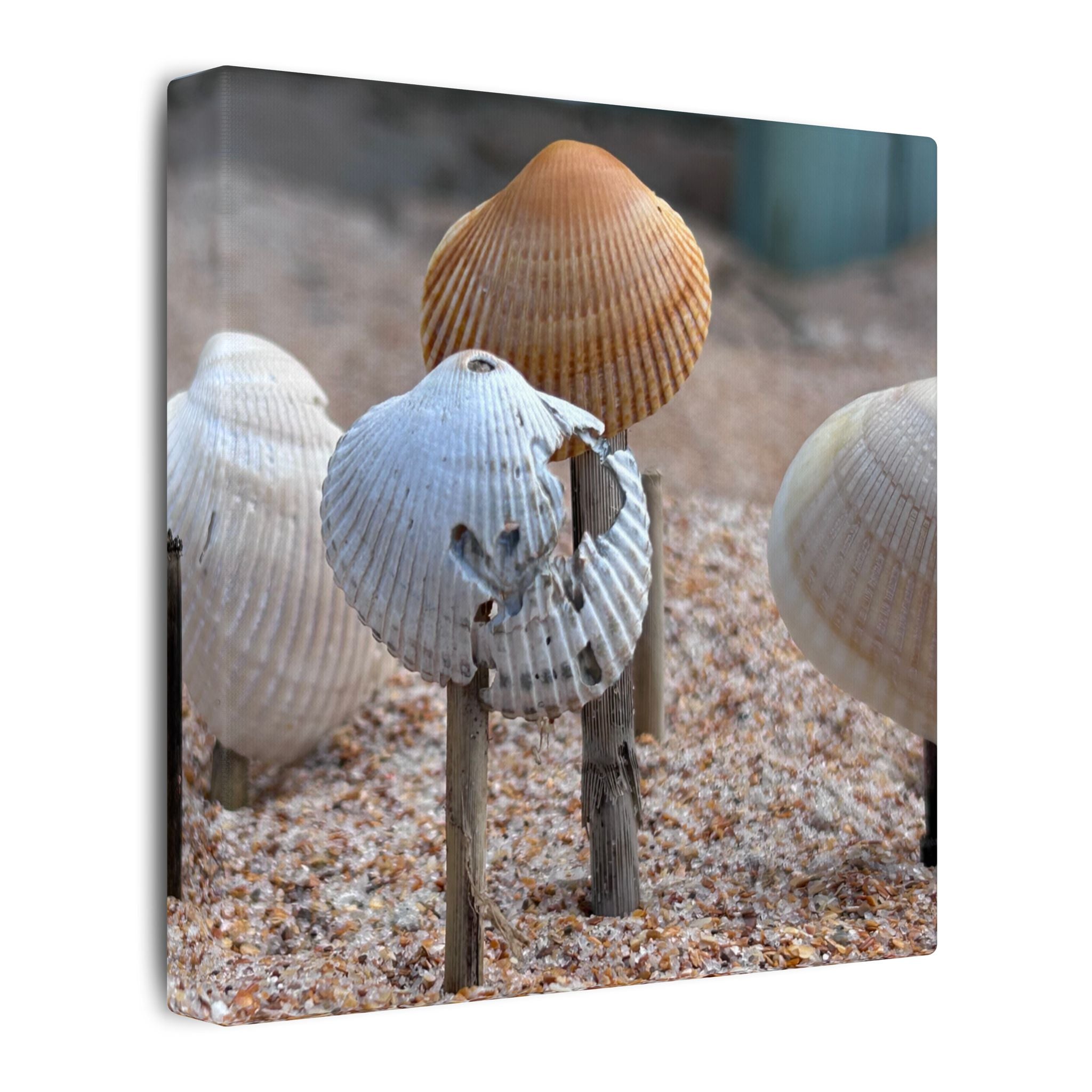 Canvas Print: Seashells-Ormond Beach